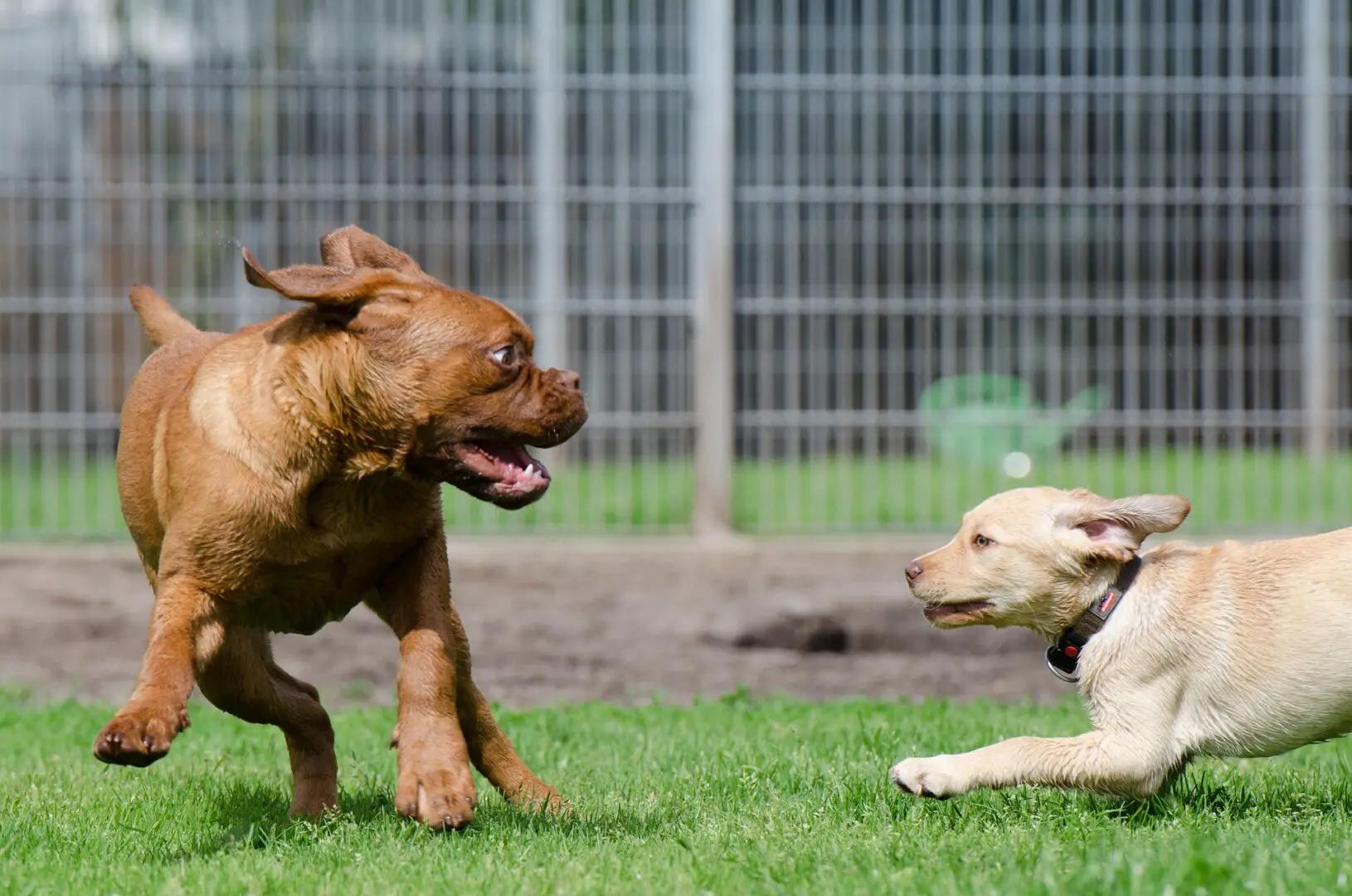 Two dogs playing in a fenced yard.