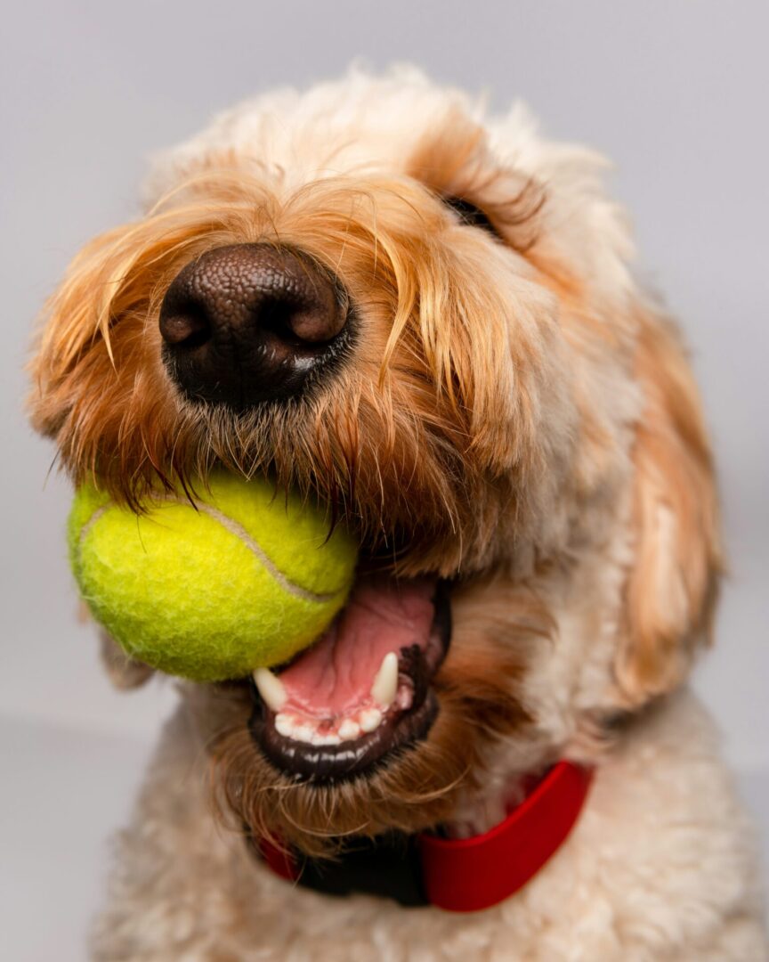 A dog with a tennis ball in its mouth.