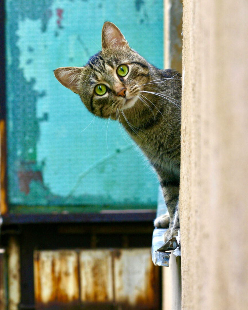 A cat is looking over the ledge of a building.