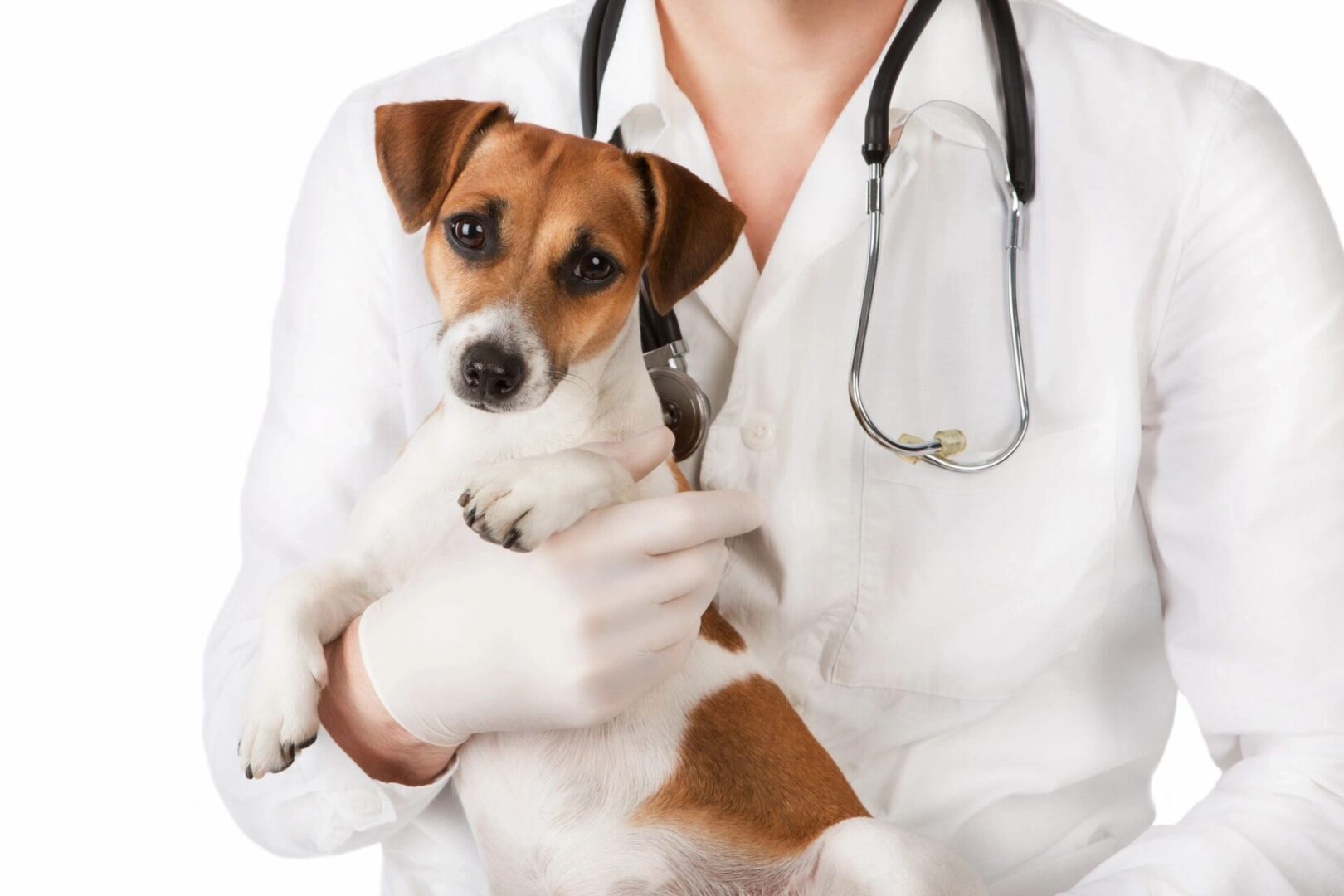 A dog is being held by the vet