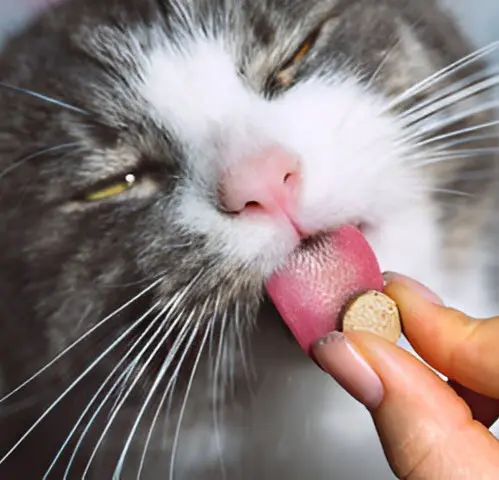 A cat licking its lips while someone is feeding it.