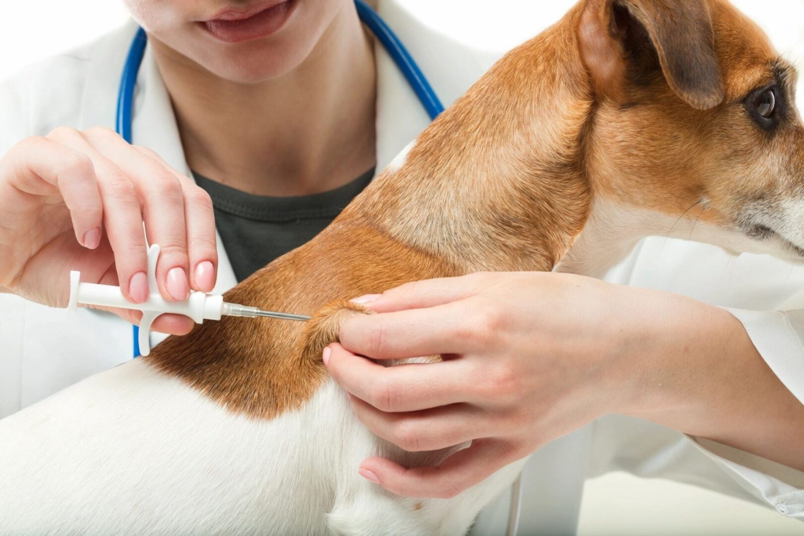 A dog being examined by a vet.