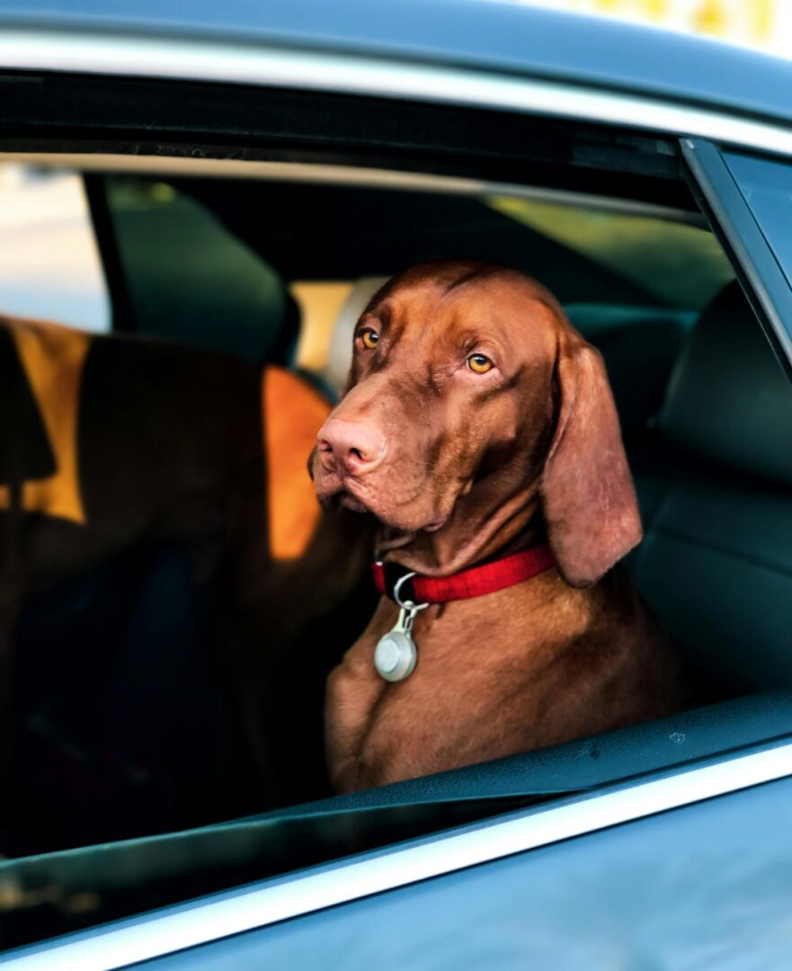 A dog sitting in the back of a car.