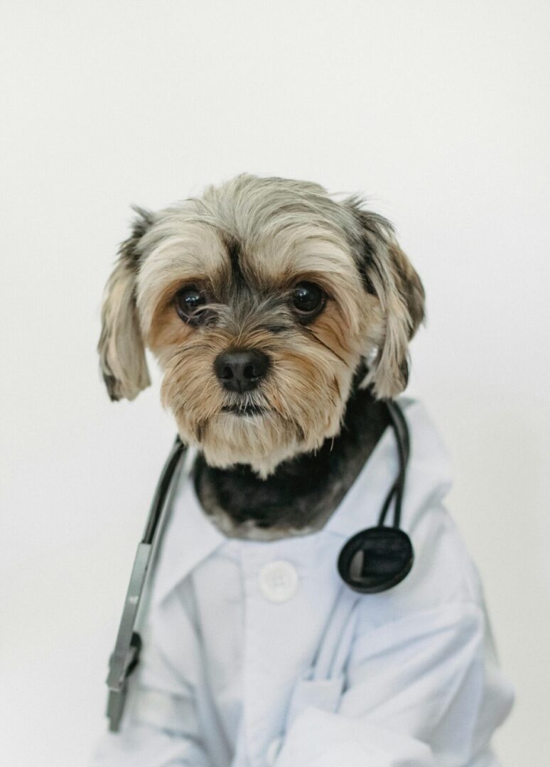 A dog wearing a lab coat and stethoscope.