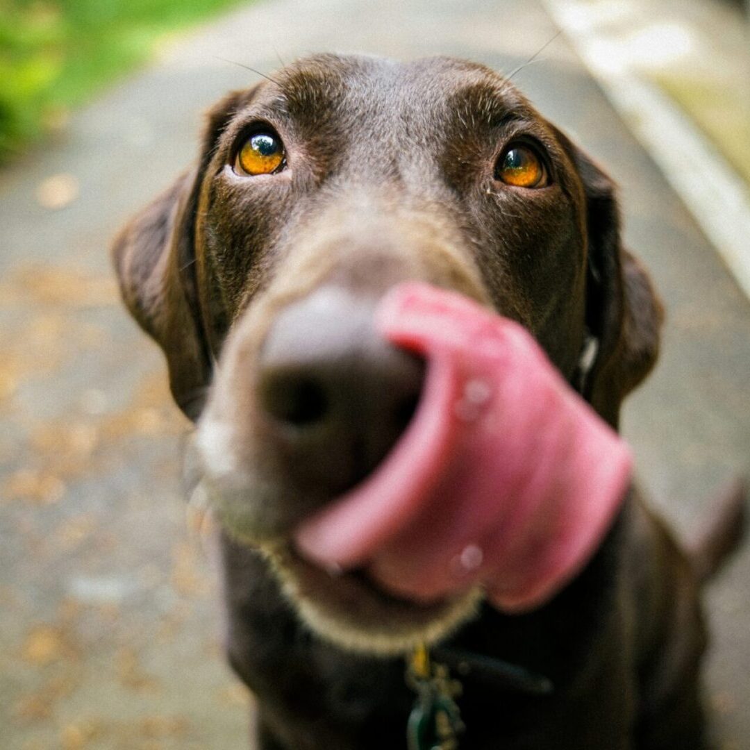 A dog with its tongue hanging out chewing on a toy.