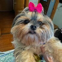 A dog with a pink bow on its head.