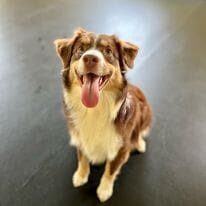 A brown and white dog sitting on top of a wooden floor.