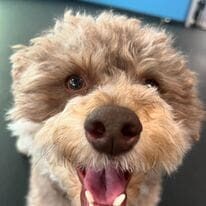 A close up of a dog 's face with its mouth open.