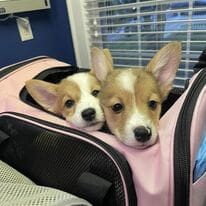 Two dogs in a pink bag with their heads inside of it.