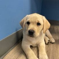 A puppy is laying on the floor in front of a wall.