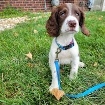 A dog with a blue leash in the grass.